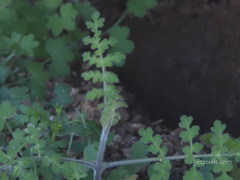 Pholistoma auritum arizonicum