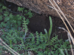 Pholistoma auritum arizonicum