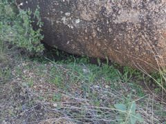 Pholistoma auritum arizonicum