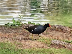 Gallinula galeata