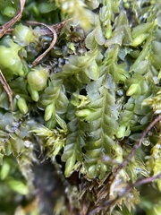 Liochlaena lanceolata
