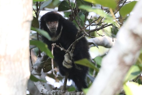 White-chested Titi