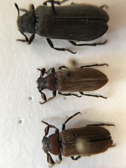 Sandalus petrophya