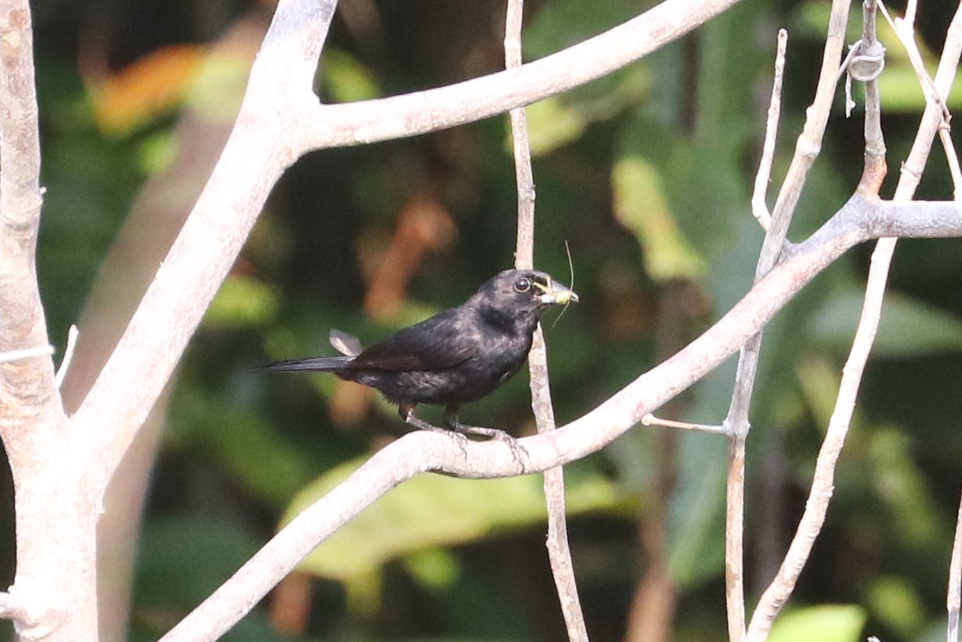 Red-shouldered Tanager (Tachyphonus phoenicius), photo 3