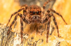 Euophrys leipoldti