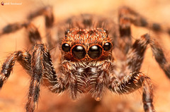 Euophrys leipoldti