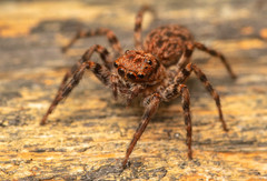 Euophrys leipoldti