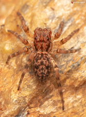 Euophrys leipoldti