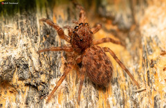 Euophrys leipoldti