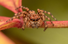 Euophrys leipoldti