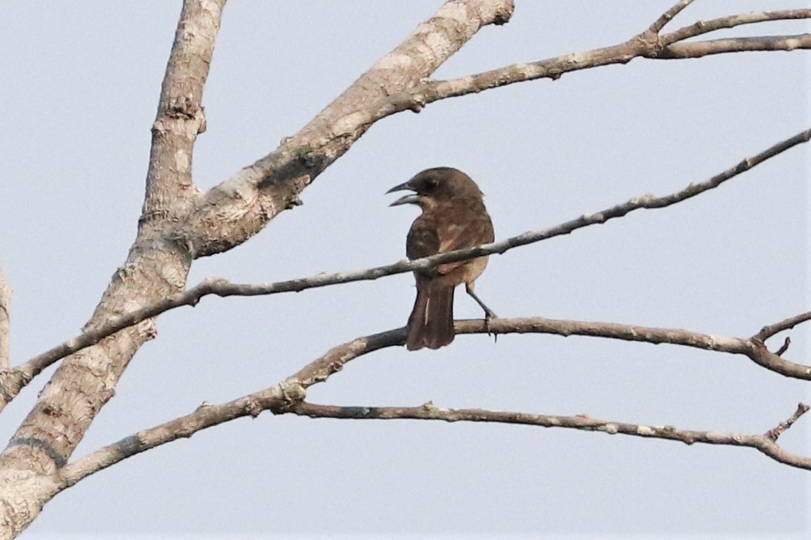 Red-shouldered Tanager (Tachyphonus phoenicius), photo 4