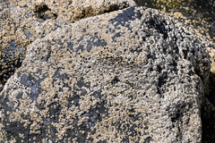 Chthamalus stellatus