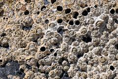 Chthamalus stellatus