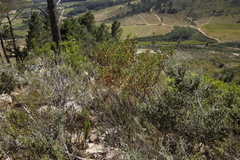 Dodonaea viscosa angustifolia