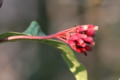 Palicourea nitidella