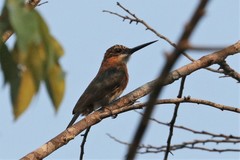 Brachygalba lugubris