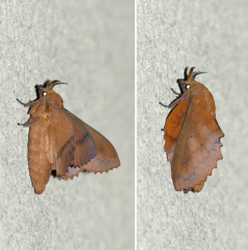 Gastropacha quercifolia