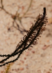 Microdon dubius