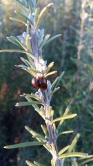 Chrysolina americana