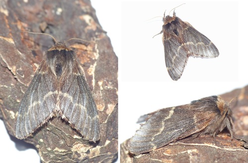 Poecilocampa populi populi