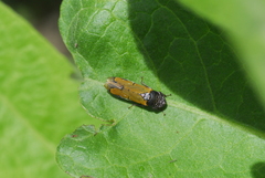 Oncometopia rufipennis