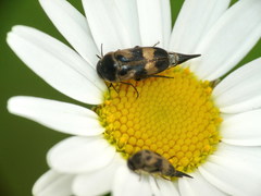 Variimorda villosa