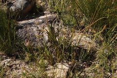 Microdon dubius