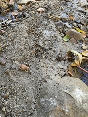 Pseudacris hypochondriaca