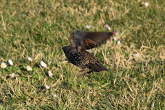 Sturnus vulgaris