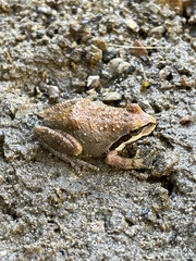 Pseudacris hypochondriaca