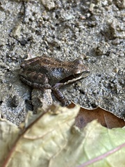 Pseudacris hypochondriaca