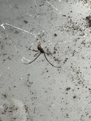 Latrodectus