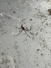 Latrodectus