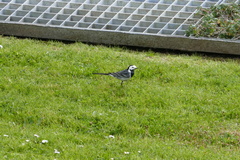 Motacilla alba