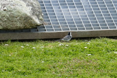 Motacilla alba
