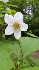 Rubus parviflorus