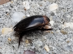 Hydaticus bimarginatus