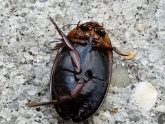 Hydaticus bimarginatus