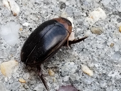 Hydaticus bimarginatus