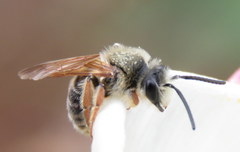 Andrena prunorum