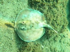 Urobatis concentricus