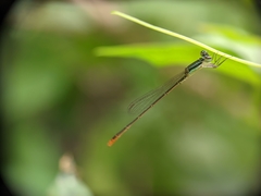 Agriocnemis pygmaea