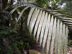 Calyptronoma rivalis