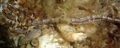 Medium-Snouted Pipefish photo 2