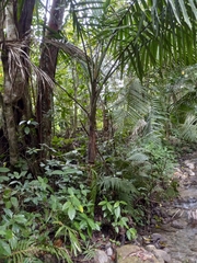 Calyptronoma rivalis