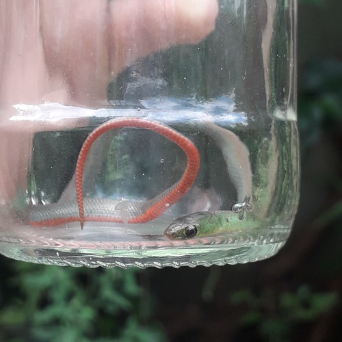 Jaeger's Ground Snake