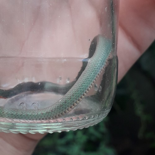 Jaeger's Ground Snake