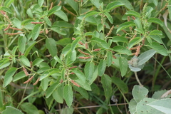 Acalypha communis