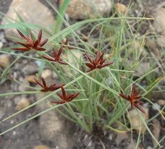 Cyperus rupestris