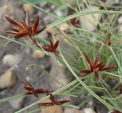 Cyperus rupestris